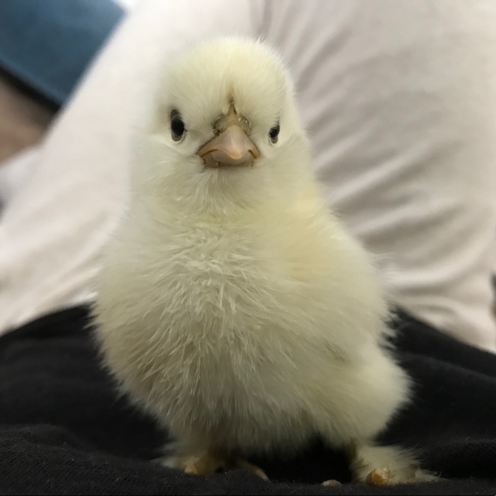 Meet your Posher, Arden